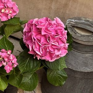 Meet your Posher, Joy